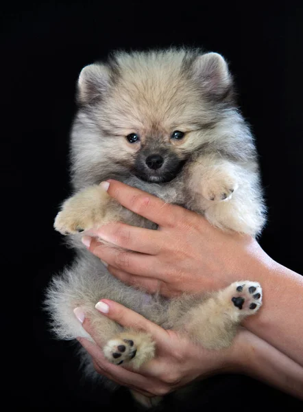 人間の手は黒い背景にふわふわの灰色の綿毛の子犬を保持している 子犬はカメラを見て — ストック写真