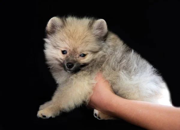 Mänskliga Händer Håller Fluffig Grå Spotta Valp Svart Bakgrund Hans — Stockfoto