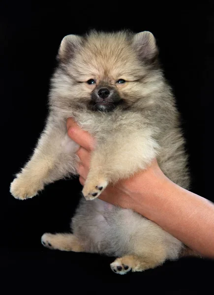 Fluffy Grå Spitz Valp Hålla Mänskliga Händer Svart Bakgrund Valpen — Stockfoto