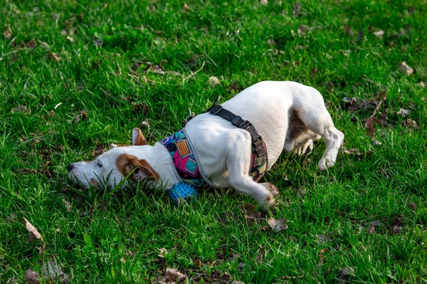 Perro Crianza Jack Russell Terrier Bosque Verde Hierba Colorido Arnés — Foto de Stock