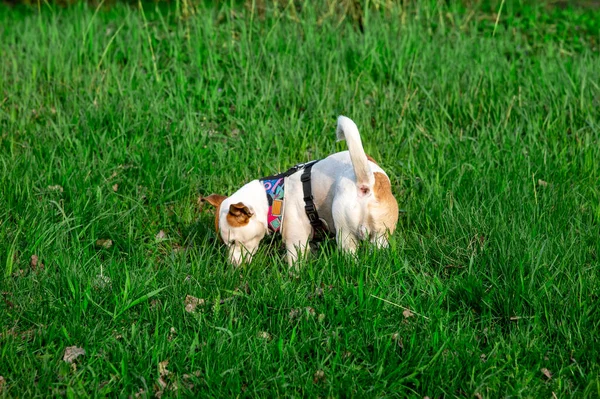 Perro Crianza Jack Russell Terrier Bosque Verde Hierba Colorido Arnés — Foto de Stock