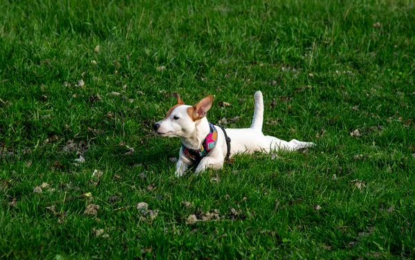 Perro Crianza Jack Russell Terrier Bosque Verde Hierba Colorido Arnés — Foto de Stock