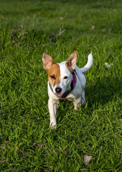 Kutyafajta Jack Russell Terrier Erdőben Zöld Egy Színes Hámot Sétál — Stock Fotó