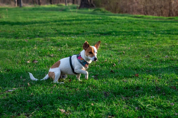 Perro Raza Jack Russell Terrier Bosque Hierba Verde Arnés Colores — Foto de Stock