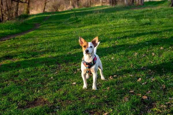 Собака Породы Джек Рассел Терьер Лесу Зеленой Траве Красочной Аркане — стоковое фото