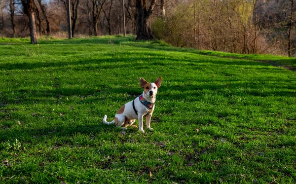 Собака Разводит Джека Рассела Терьера Лесу Зеленой Траве Красочной Упряжке — стоковое фото