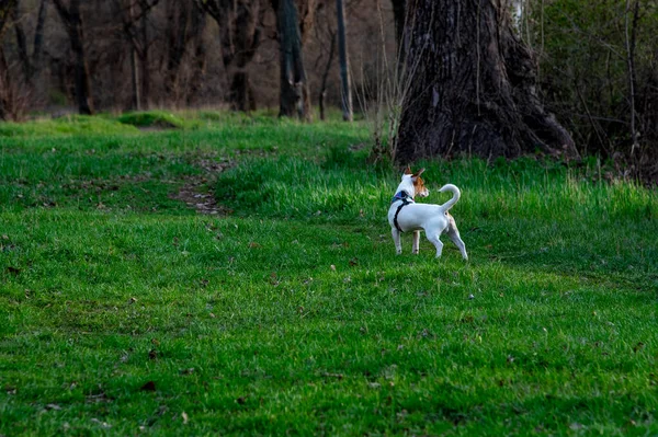 Perro Crianza Jack Russell Terrier Bosque Verde Hierba Arnés Colorido — Foto de Stock