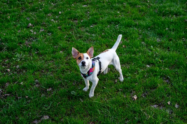 犬はジャック ラッセル テリアをカラフルなハーネスで緑の芝生の上の森の中で繁殖させます 犬は草の上に立って頭を上げて見上げます — ストック写真
