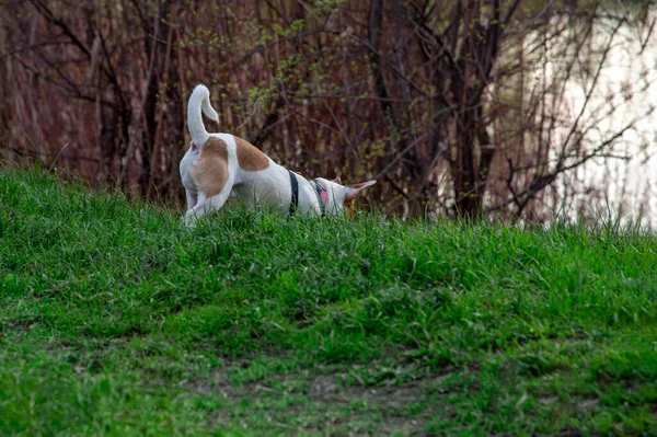 Pes Plemeno Jack Russell Teriér Lese Zelené Trávě Barevném Postroji — Stock fotografie