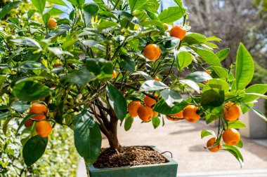Olgun portakal meyveleri ve taze yeşil yaprakları olan Mandarin bonsai ağacı, açık havada doğal ışıkta fotoğraflandı. Yumuşak arka planı olan botanik detayları bulanık, doğa için uygun, bahçecilik ve sağlıklı.