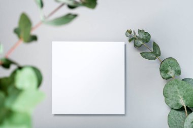 Gerçek fotoğraf. okaliptüs dallı kare davetiye modeli. Üst görünümü kopyalama alanı, açık gri arkaplan. Markalaşma ve reklam şablonu