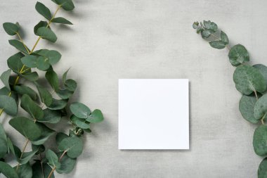 Gerçek fotoğraf. okaliptüs dallı kare davetiye modeli. Fotokopi alanı ve açık gri beton arkaplanı olan üst manzara. Markalaşma ve reklam şablonu