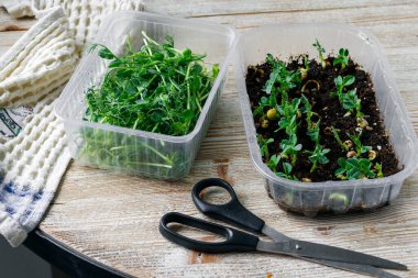 Ev yapımı mikroyeşillikler. Ev yapımı bezelyeler küçük ve büyük plastik kaplar içinde ahşap bir masa üzerinde. Budama makası.