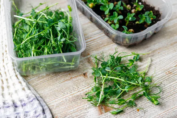 小型绿色蔬菜的家庭种植.木制桌子上的塑料容器中大小自制豌豆. — 图库照片