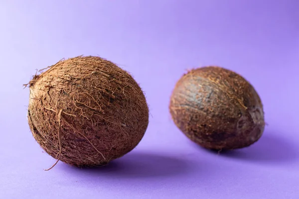 Eine ganze haarige Kokosnuss auf violettem Hintergrund — Stockfoto