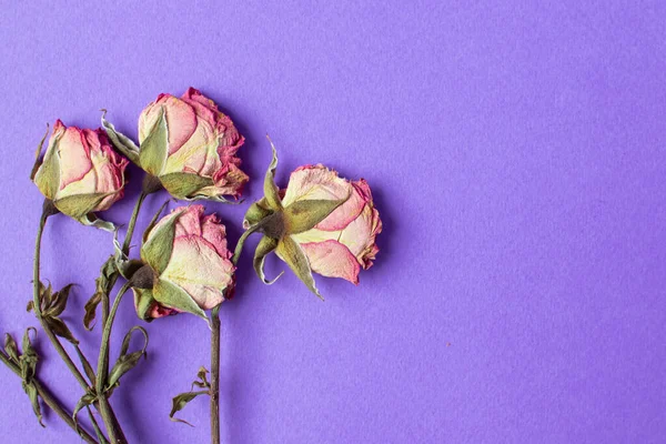 Rosas pequeñas secas sobre un fondo púrpura — Foto de Stock