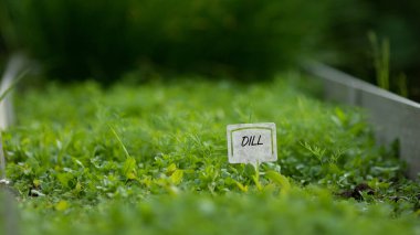 Köyde ekili dereotlu bir yatak. Dill plakası içine yerleştirilmiş. Ev yapımı yeşiller.