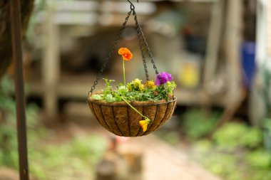 Hanging pot with flowers on a natural background clipart