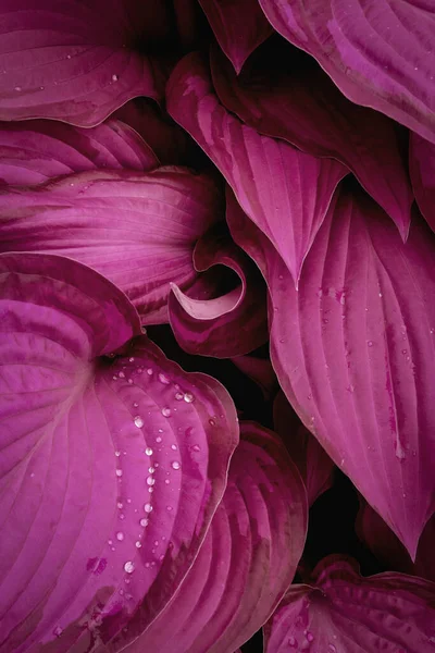 Las hojas rosadas de la planta con las gotas grandes del rocío. Fondos de pantalla —  Fotos de Stock