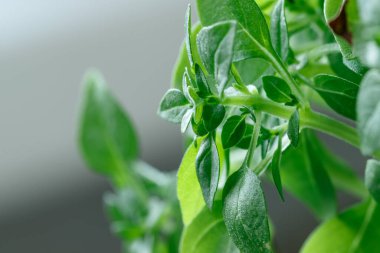 Fesleğen filizlerinin makro fotoğrafı, yakın plan, yemek malzemesi.