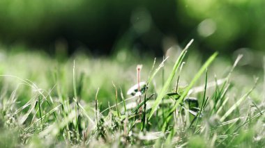Çayırdaki yeşil çimen, güneş ışığı altında makro fotoğraf, duvar kağıdı, ekran koruyucu.