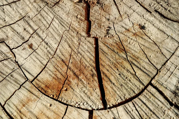 The texture of the cut wood with cracks, macro photo — Stock Photo, Image