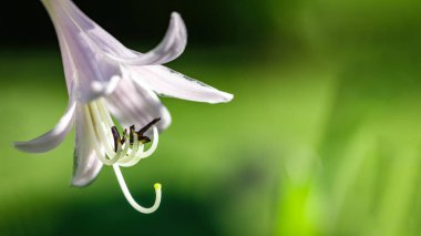 Yeşil, güneşli arka planda uzun çitleri olan mor bir çiçek. Pankart