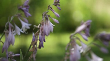 Çiyli leylak çiçekleri, güneşli bir günde rüzgarda sallanıyor yeşilliğin arka planında, güneş tavşancıkları