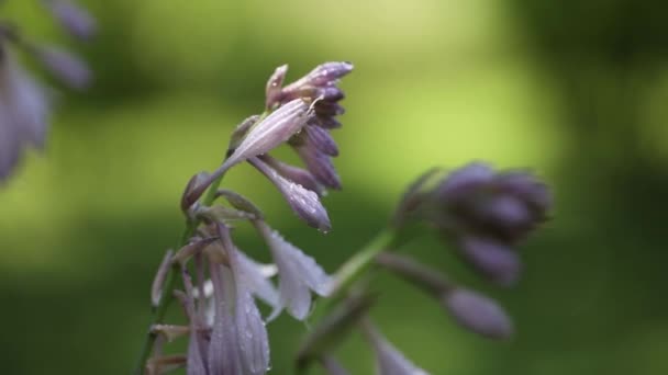 Lilac λουλούδια με σταγόνες δροσιά ταλαντεύεται στον άνεμο σε μια ηλιόλουστη μέρα σε ένα φόντο πρασίνου, μια μέλισσα πετά πάνω από το παρασκήνιο, λαγουδάκια ήλιο — Αρχείο Βίντεο
