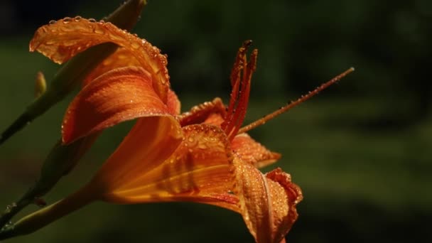 Λαμπερά πορτοκαλί λουλούδια Κρίνοι με μακριά pistils και σταγόνες δροσιάς ταλαντεύονται στον άνεμο σε μια ηλιόλουστη μέρα — Αρχείο Βίντεο