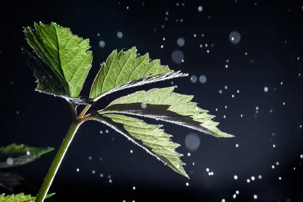 Grape leaf with drops on a dark background, raindrops fly in the air — Stock Photo, Image