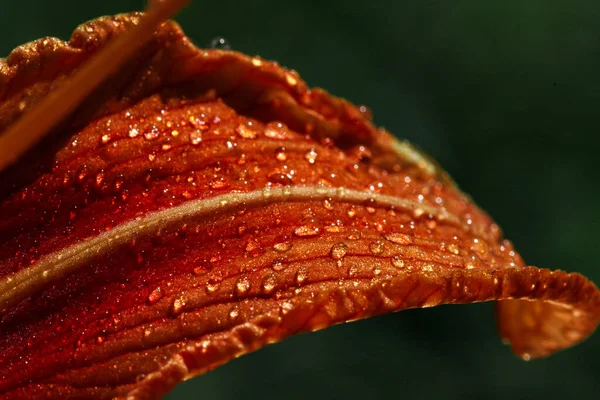 Macro foto, hojas de lirio naranja con gotas de rocío brillante —  Fotos de Stock