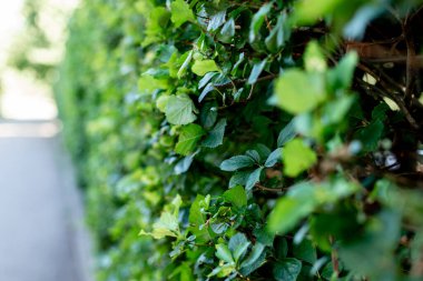 Parktaki patika boyunca budanmış çalılar. Bahçıvanlık ve bitki bakımı