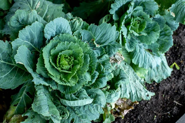 Plante ornementale verte une tête de chou gros plan — Photo