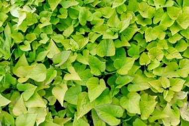 Resmin tamamında genç bir bitkinin birçok küçük yeşil yaprakları var.