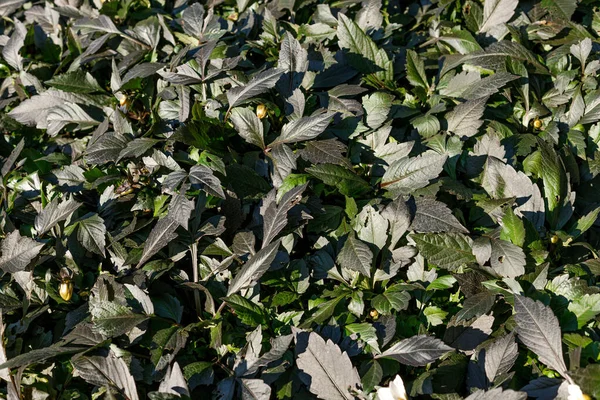 plants with dark leaves all over the frame