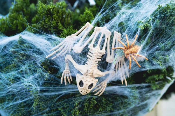 Vacaciones de otoño. Esqueleto de una rana y una araña en una tela. Paisaje en el patio para un feliz Halloween. — Foto de Stock