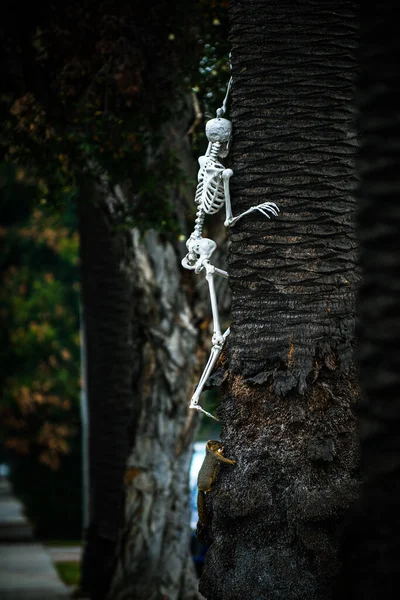 Cenário de Halloween em outubro. O esqueleto sobe uma árvore. Decoração no pátio. — Fotografia de Stock