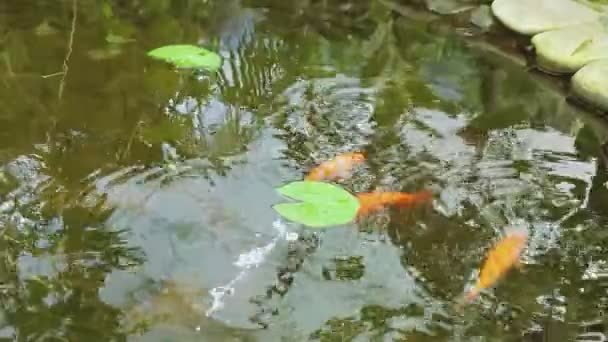 Kaunis suuri punainen japanilainen karpit uida vapaasti tekolampi. Pieni maisema puutarhassa. — kuvapankkivideo
