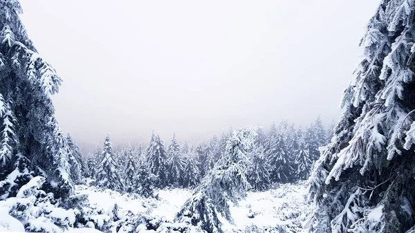 Paisaje Invernal Las Montañas Abeto Cubierto Nieve Cima Montaña Está —  Fotos de Stock