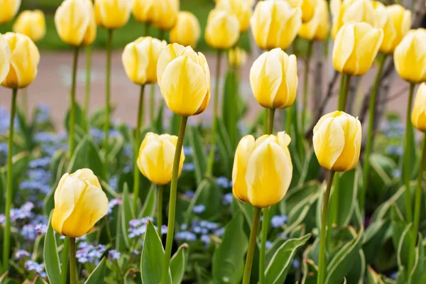 Blooming Yellow Tulips Spring Park Yellow Tulips City Flower Bed — Stok fotoğraf