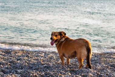 Sıcak bir yaz gününde, sahibini sahilde bekleyen küçük kırmızı bir köpek.