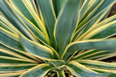Green leaves background yuka palm tree. Close up