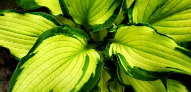 Yeşil hosta yapraklarının güzel arka planı. Botanik doğa yüzeyi. Yeşil yapraklı duvar kağıdı ya da poster