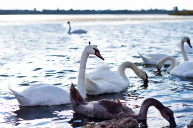 Bir grup kuğu pürüzsüz bir akşam gölünde yüzüyor.