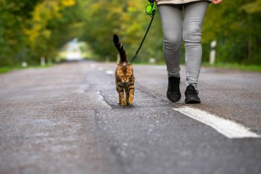 Düşünceli bakışlı bir kedi soğuk bir sonbahar gününde şehir dışında yol boyunca yürür..