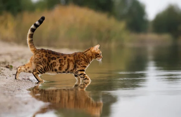 Domowe Polowanie Koty Bengalskie Jeziorze — Zdjęcie stockowe