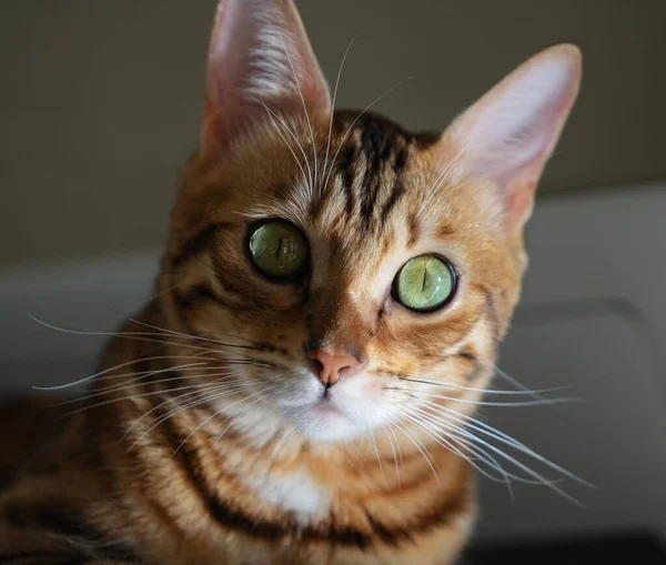Портрет Крупным Планом Домашнего Кота Кошка Смотрит Камеру — стоковое фото