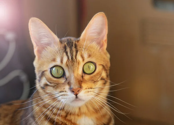 Μια Μπένγκαλ Γάτα Κοιτάζει Την Κάμερα Κοντινό Πορτραίτο — Φωτογραφία Αρχείου