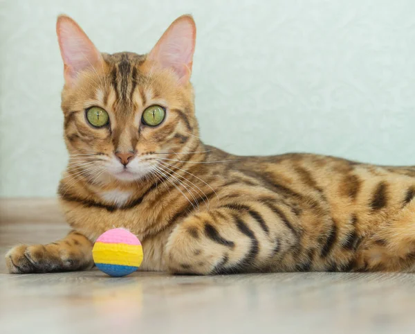 Красивая Пятнистая Кошка Лежит Игрушкой Гостиной — стоковое фото